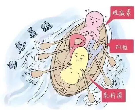 阴道微生态麻豆影视在线直播视频厂家解析女性阴道分泌物的奥妙